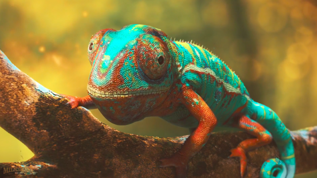 VFX Showreel 